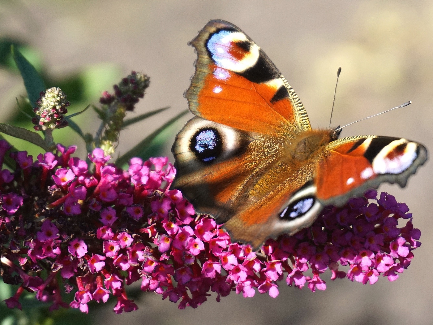 Красивая бабочка сидит на розовом цветке