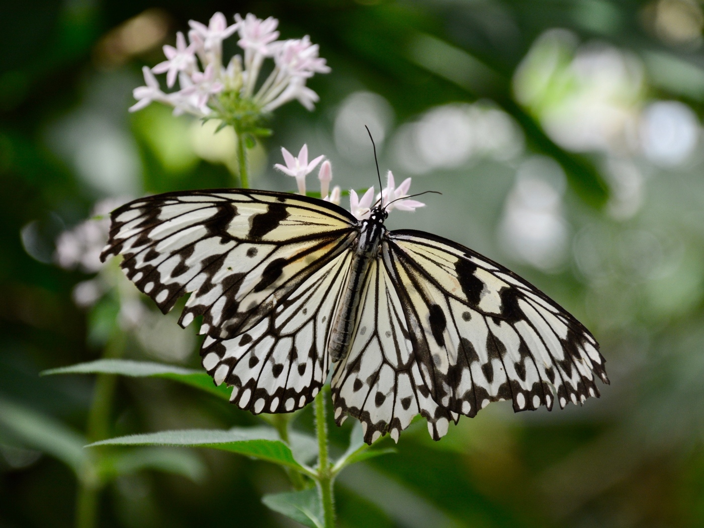 Красивая бабочка расправила крылья на цветке