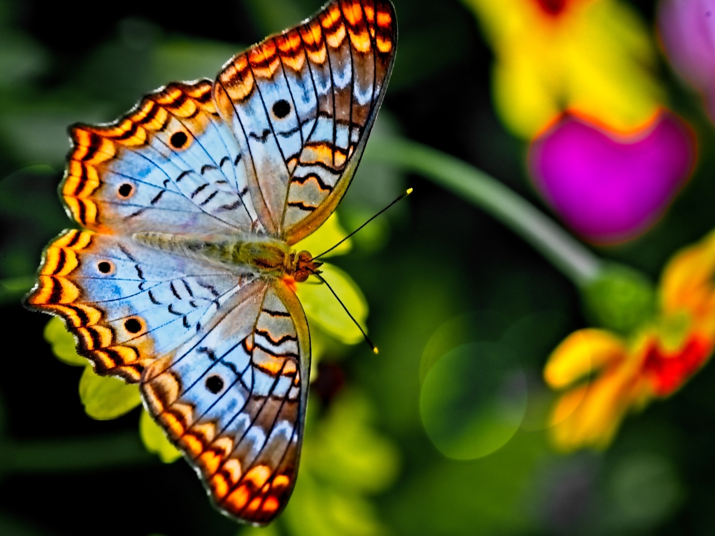 Красивая разноцветная бабочка на цветке