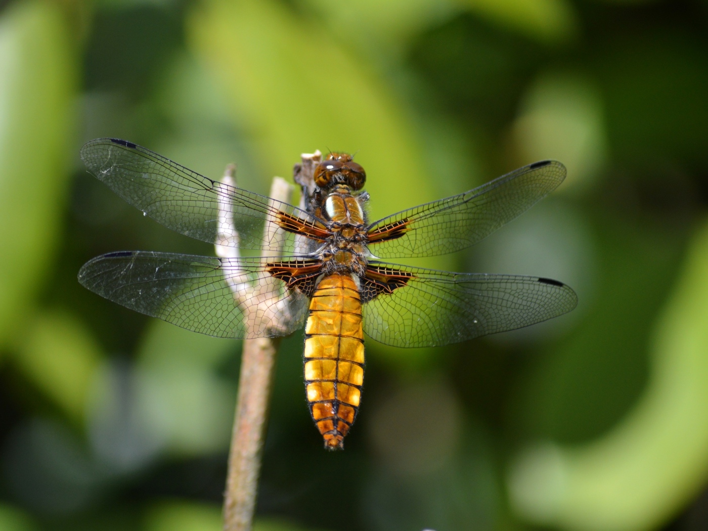 Красивая стрекоза с прозрачными крыльями на ветке