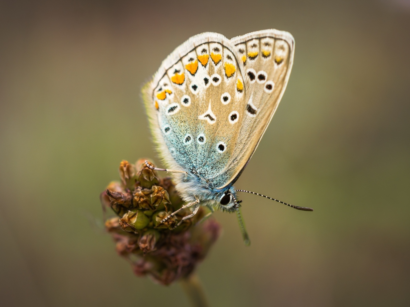 Красивая маленькая бабочка сидит на цветке