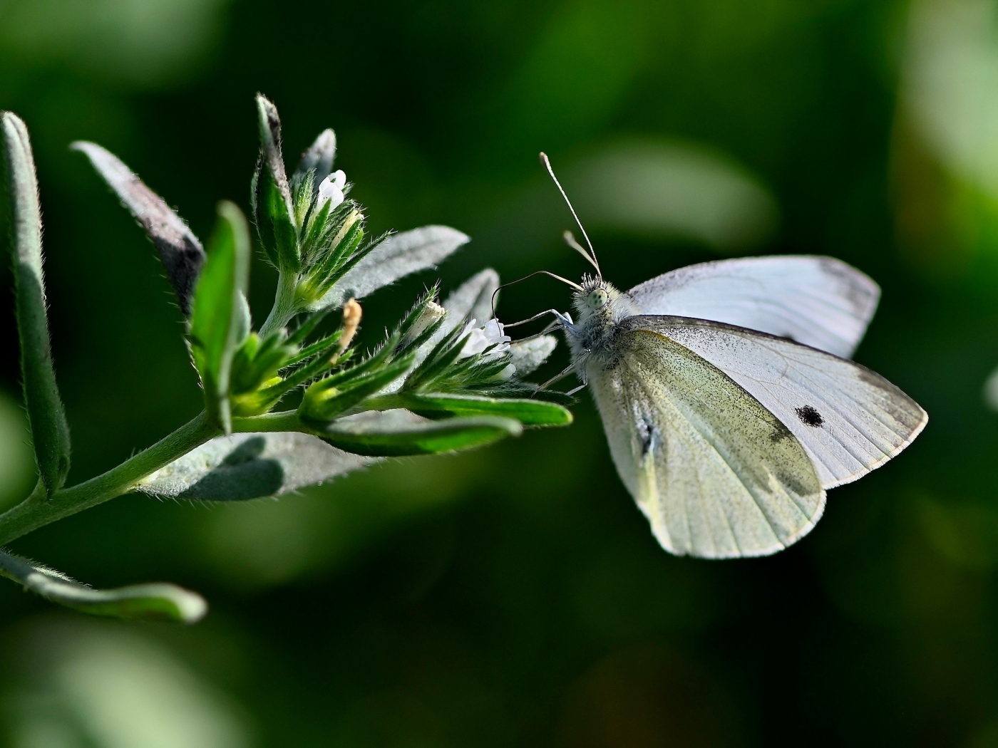 Красивая белая бабочка сидит на цветке