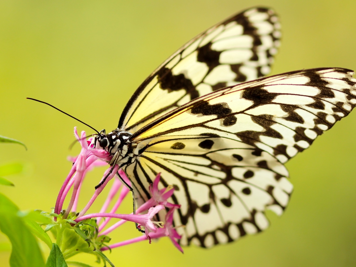 Красивая желтая бабочка на розовом цветке