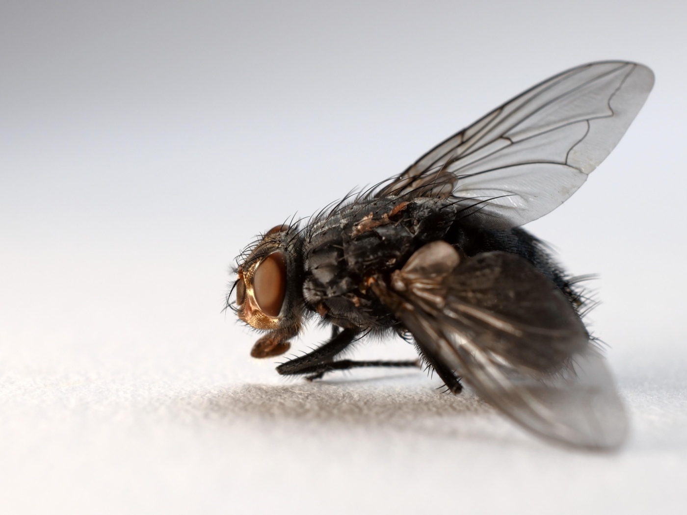Большая черная муха на сером фоне