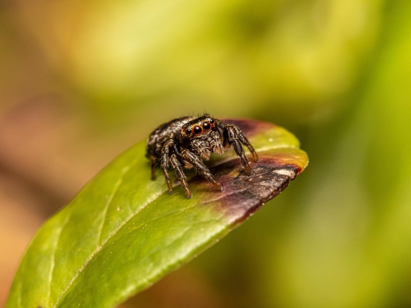 Черный глазастый паук сидит на зеленом листе
