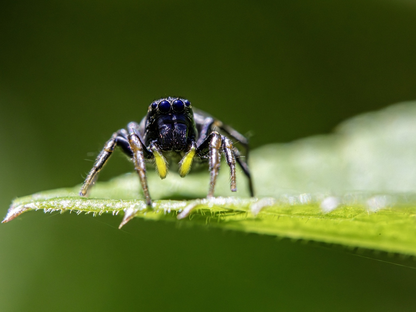 Черный паук на зеленом листе крупным планом