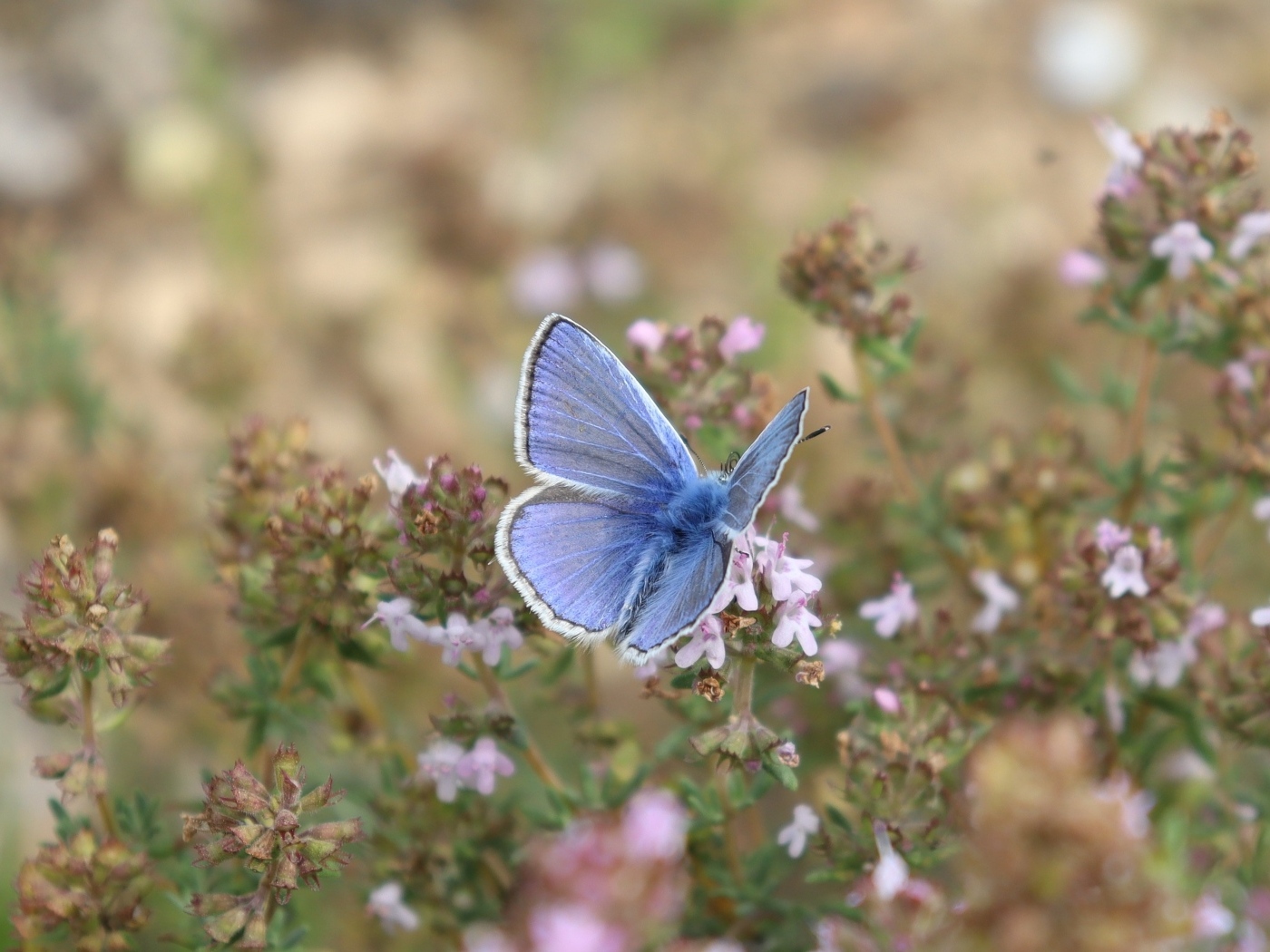 Голубая бабочка сидит на полевом цветке