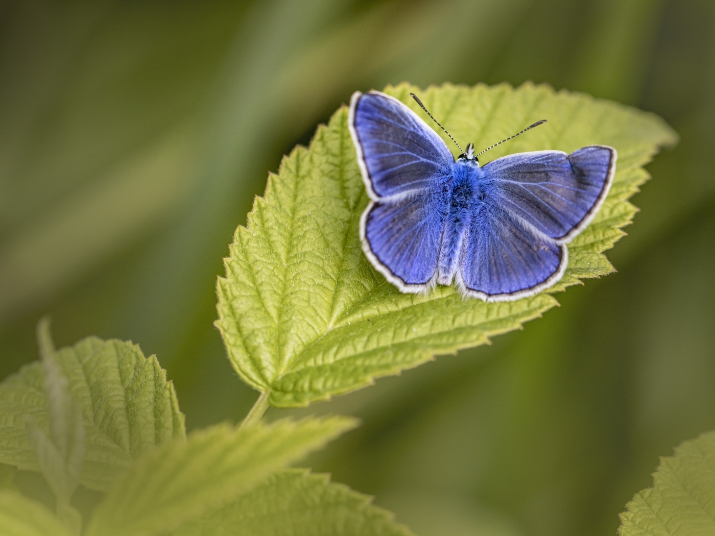 Голубая бабочка сидит на зеленом листе