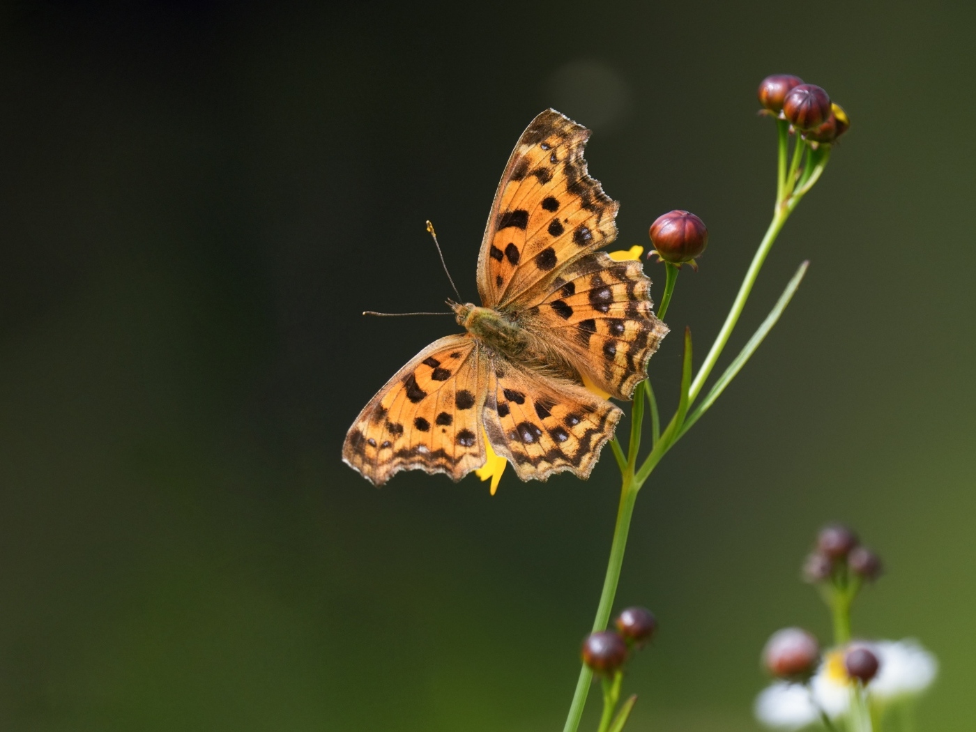 Коричневая бабочка на цветке крупным планом