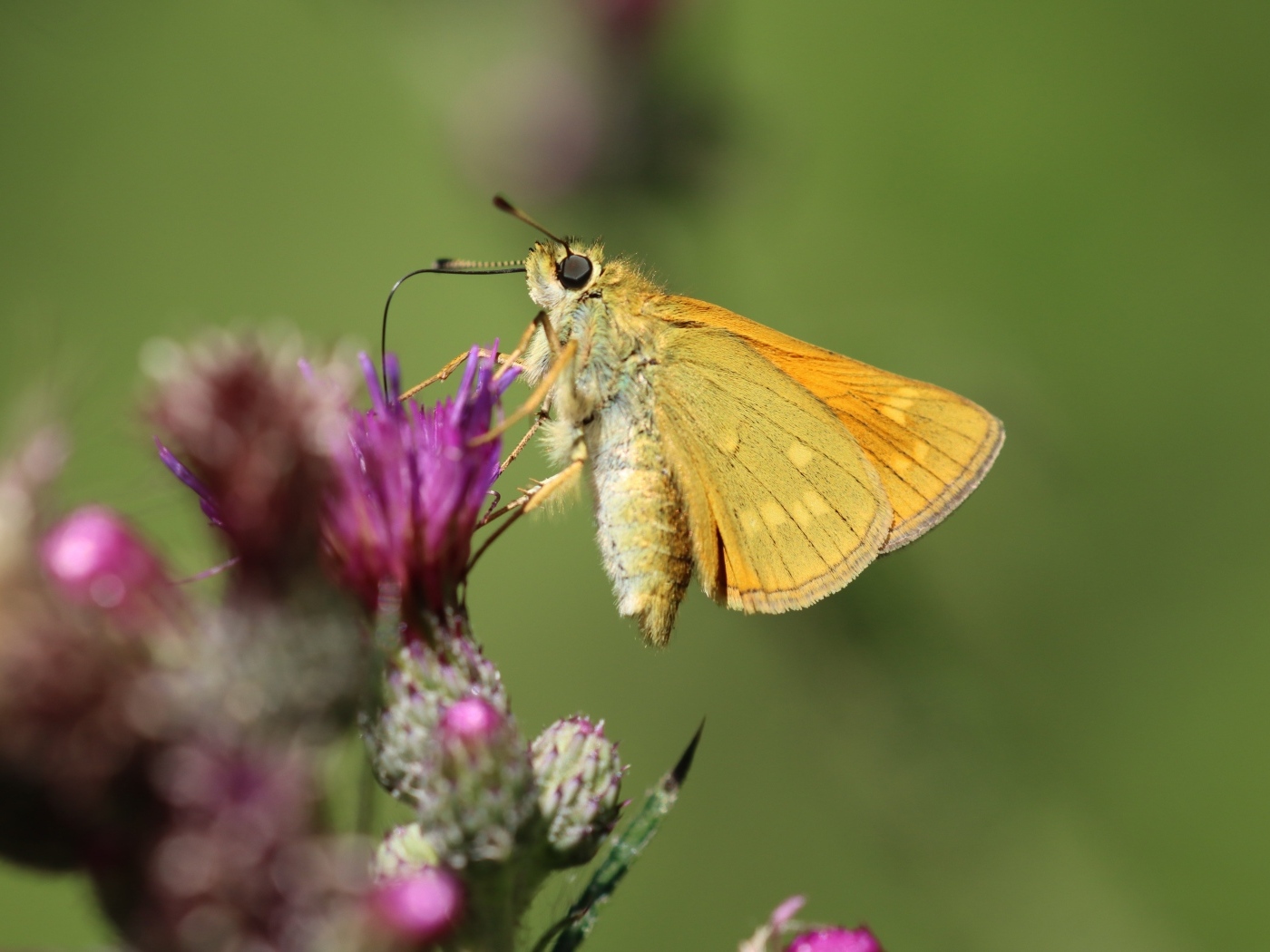 Коричневая бабочка сидит на цветке расторопши