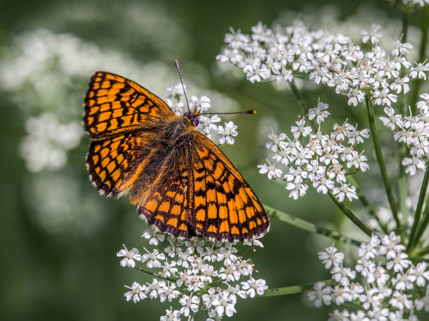 Коричневая бабочка сидит на белом полевом цветке