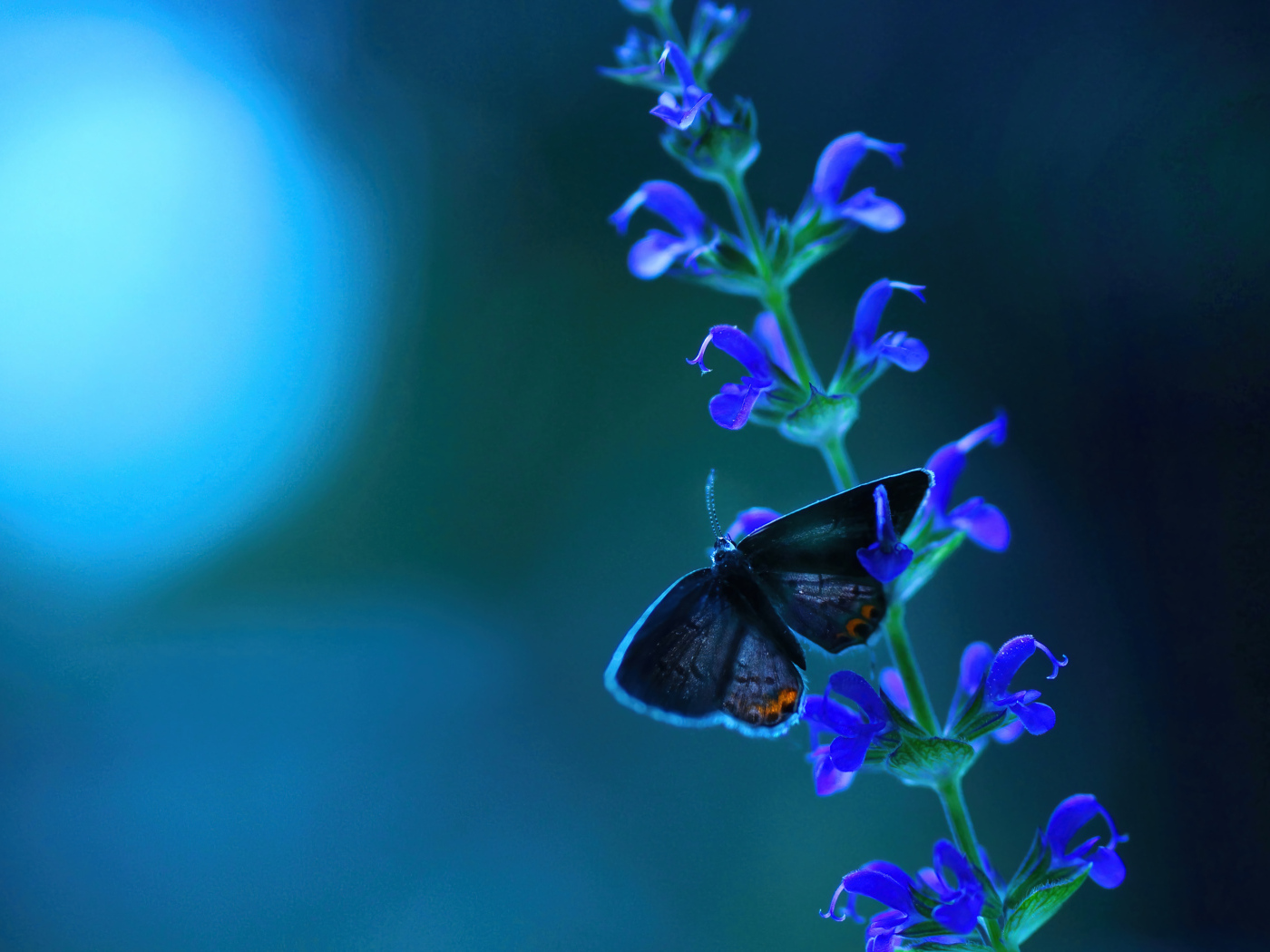 Бабочка сидит на голубом цветке