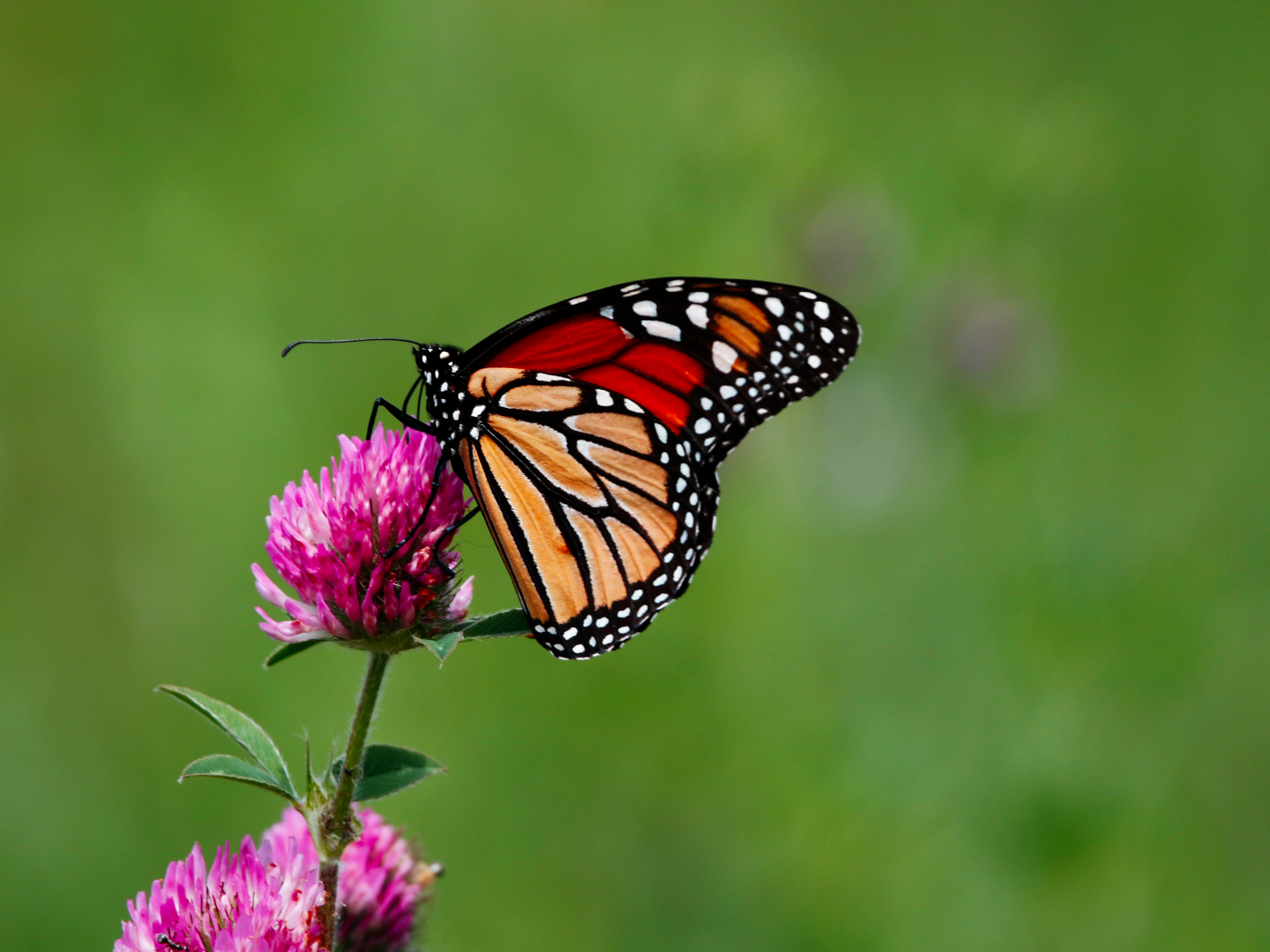Бабочка сидит на цветке клевера