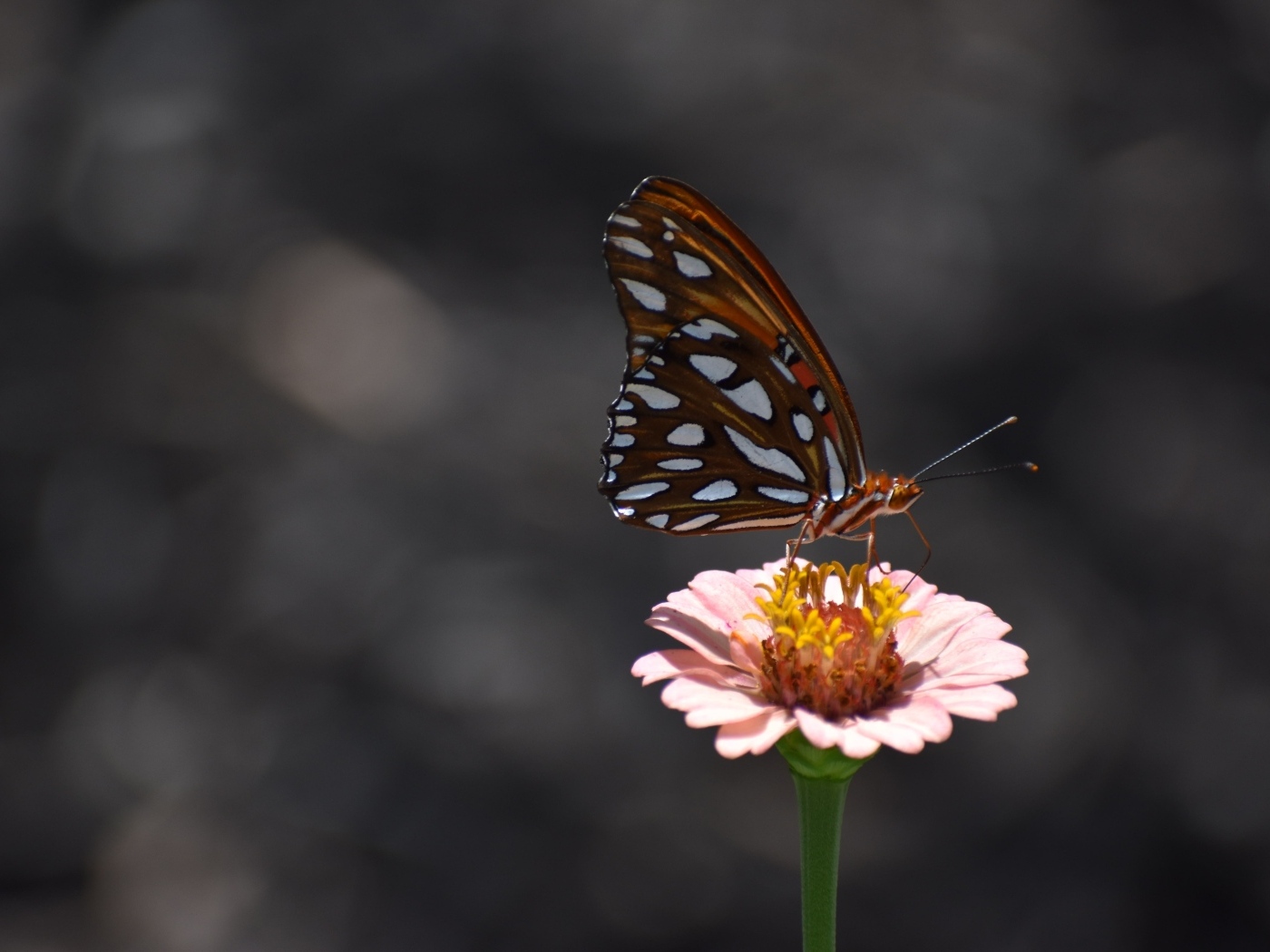 Бабочка сидит на розовом цветке циннии