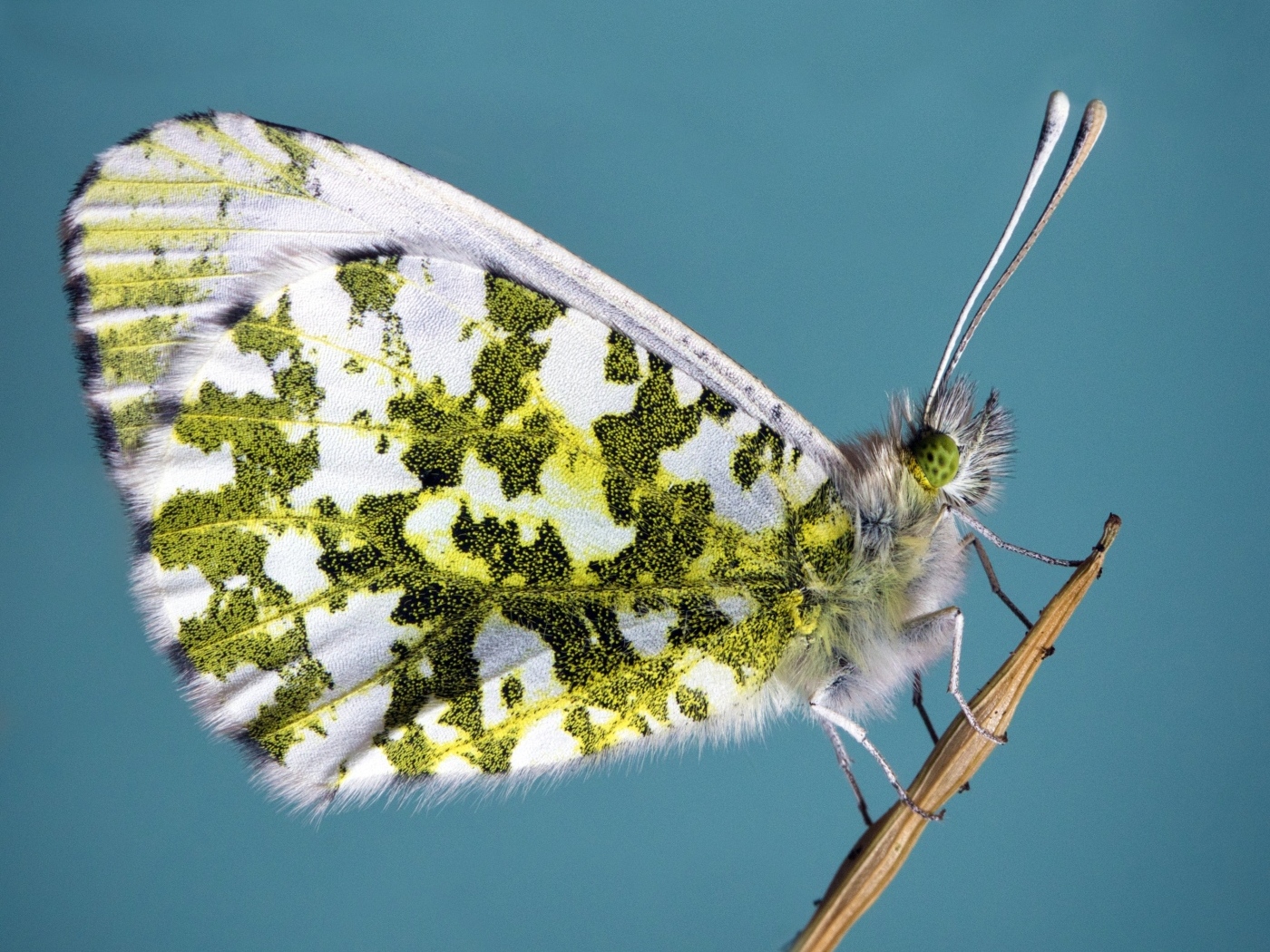 Бабочка сидит на стебле на голубом фоне