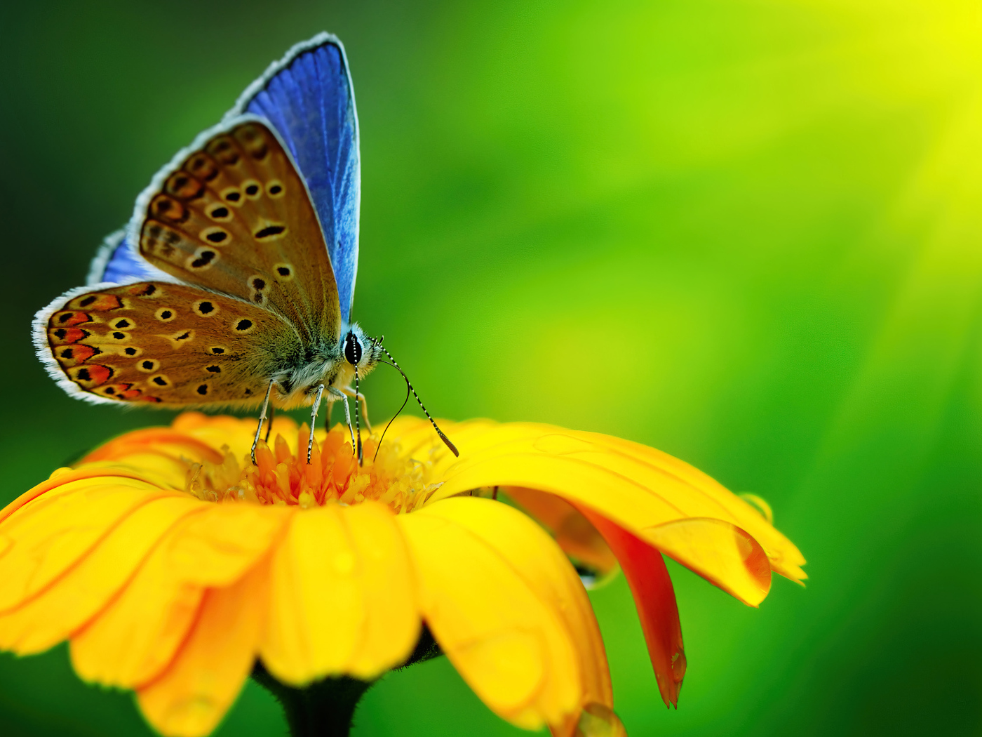 Бабочка сидит на оранжевом цветке крупным планом