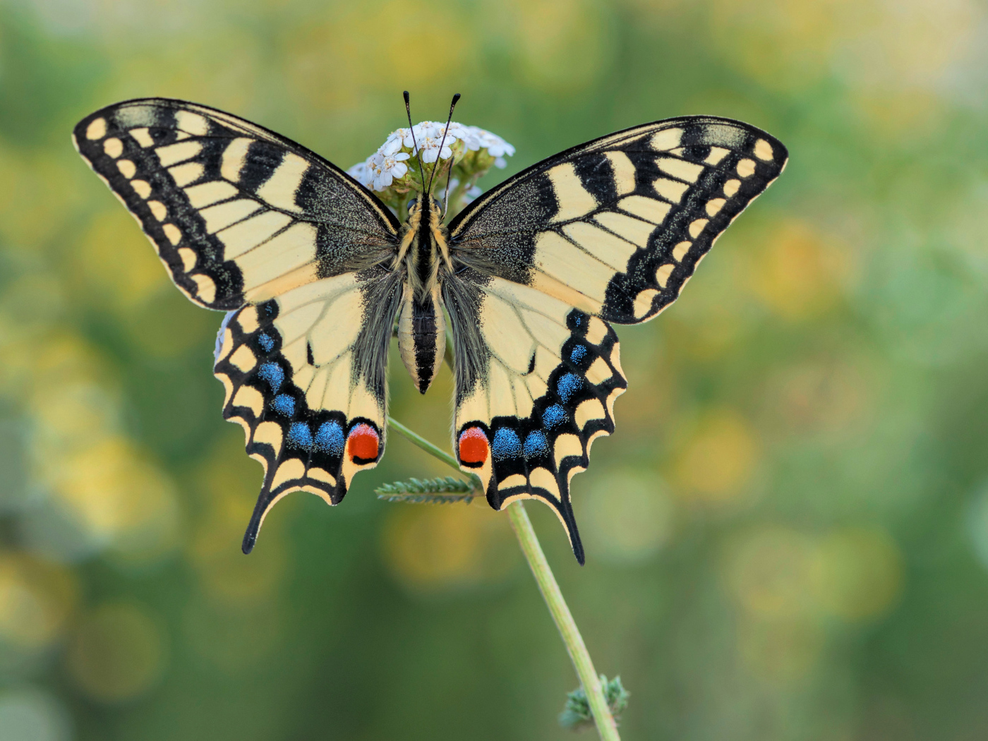 Бабочка махаон на траве