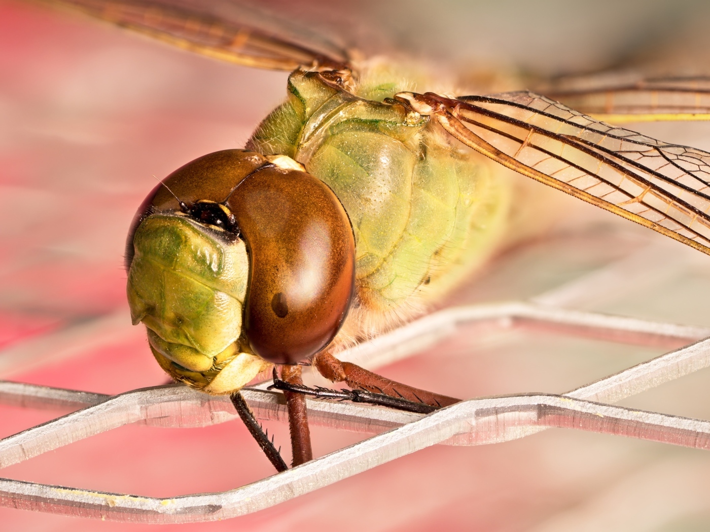 Стрекоза на железной сетке крупным планом