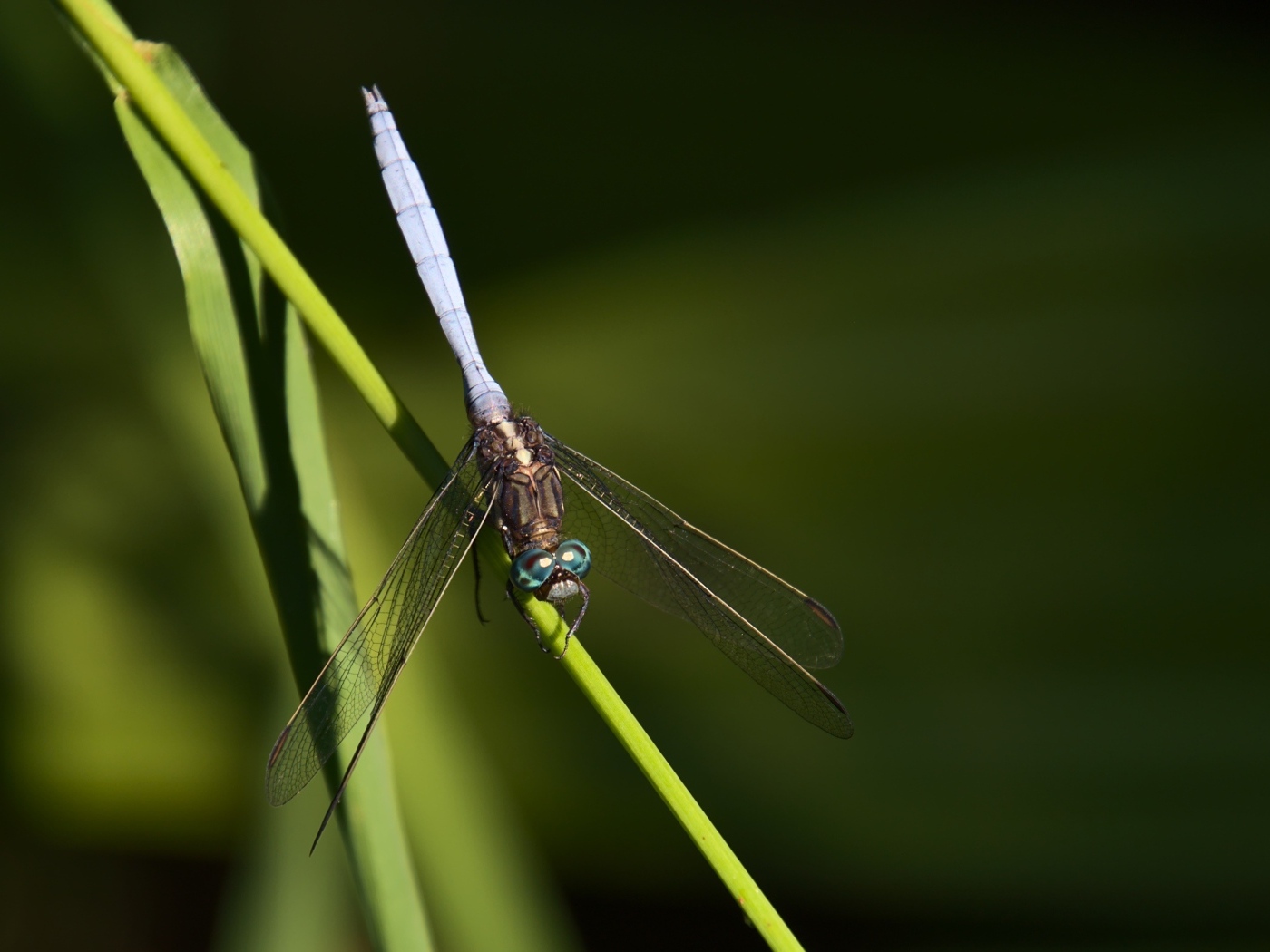 Стрекоза сидит на зеленом листке