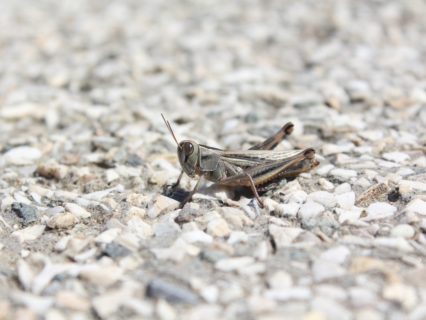 Кузнечик на дороге