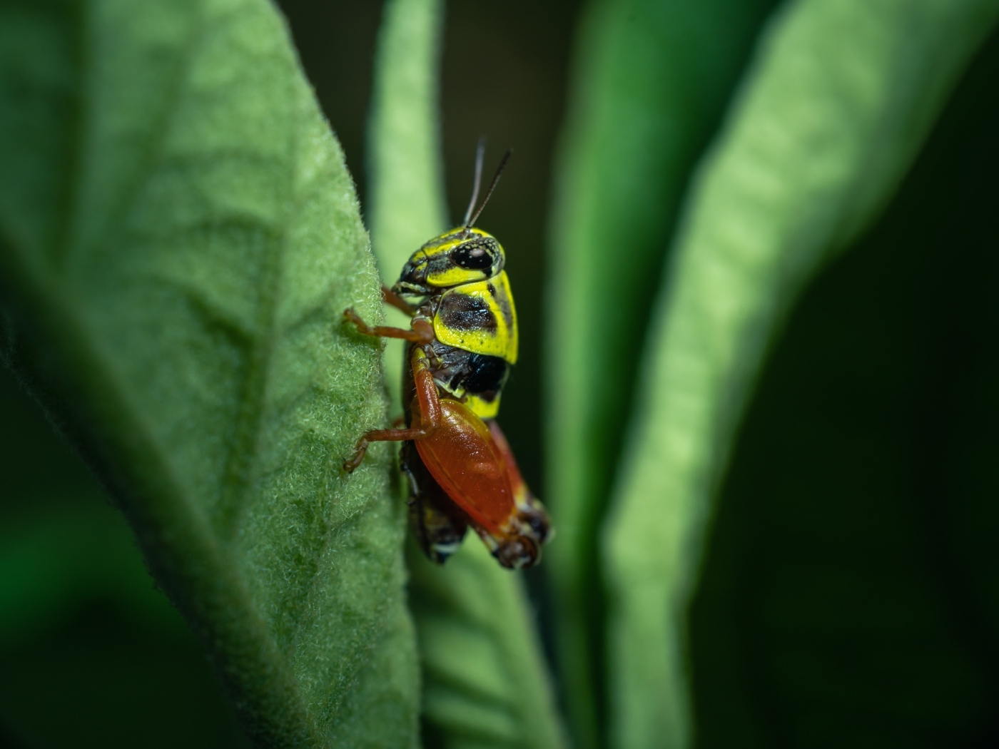 Кузнечик сидит на зеленом листе