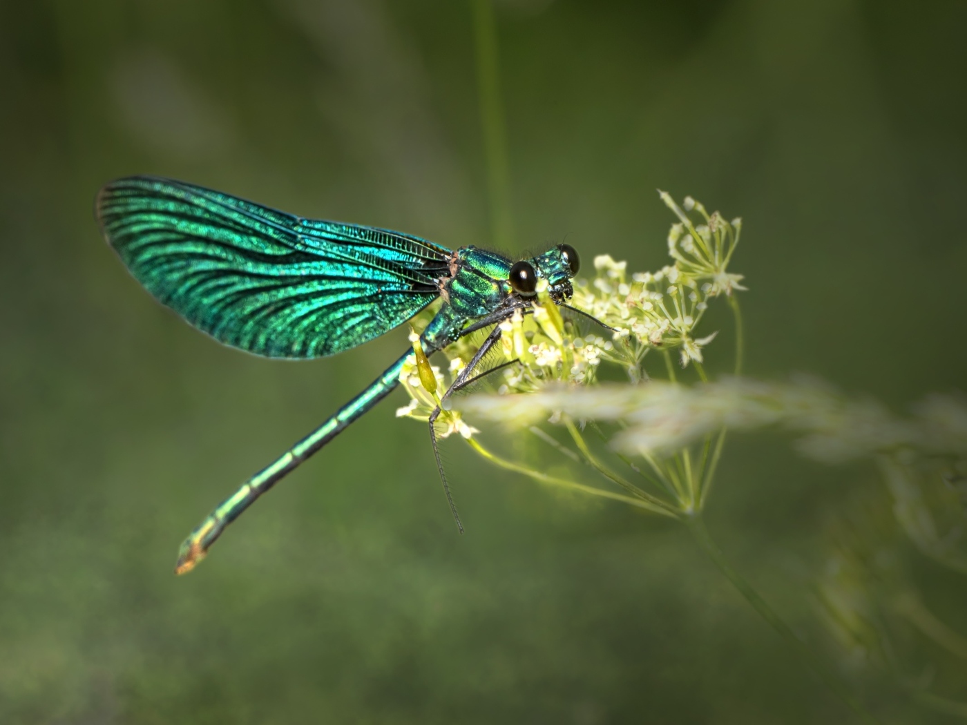 Зеленая стрекоза сидит на цветке