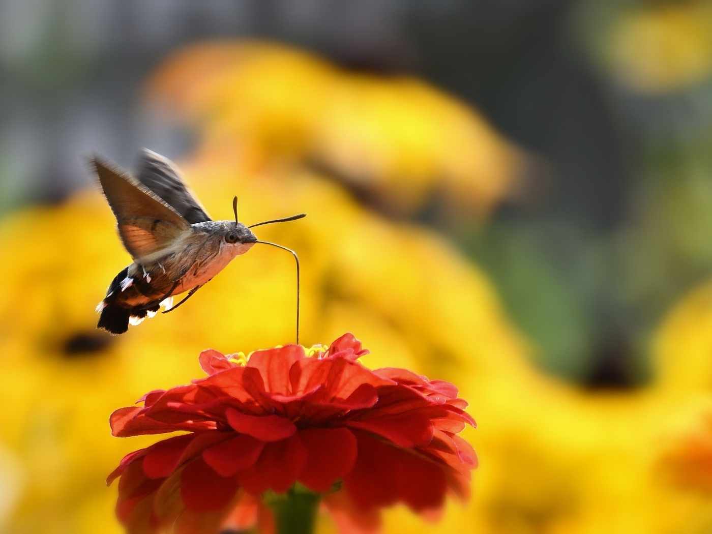 Насекомое бражник над цветком циннии