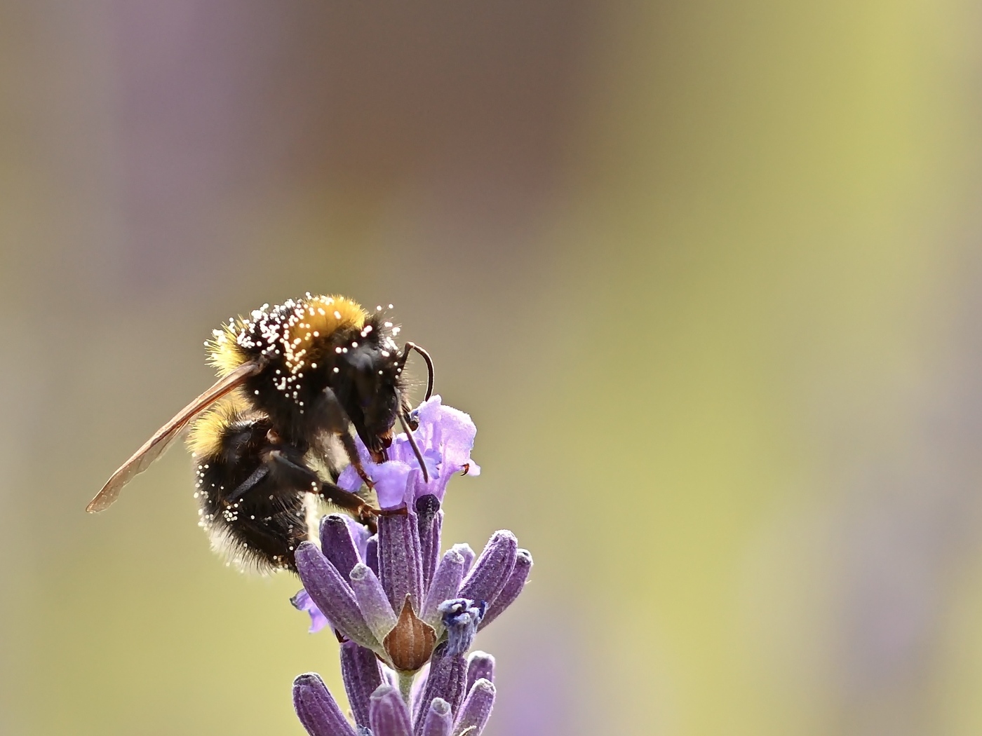 Пчела медонос сидит на цветке