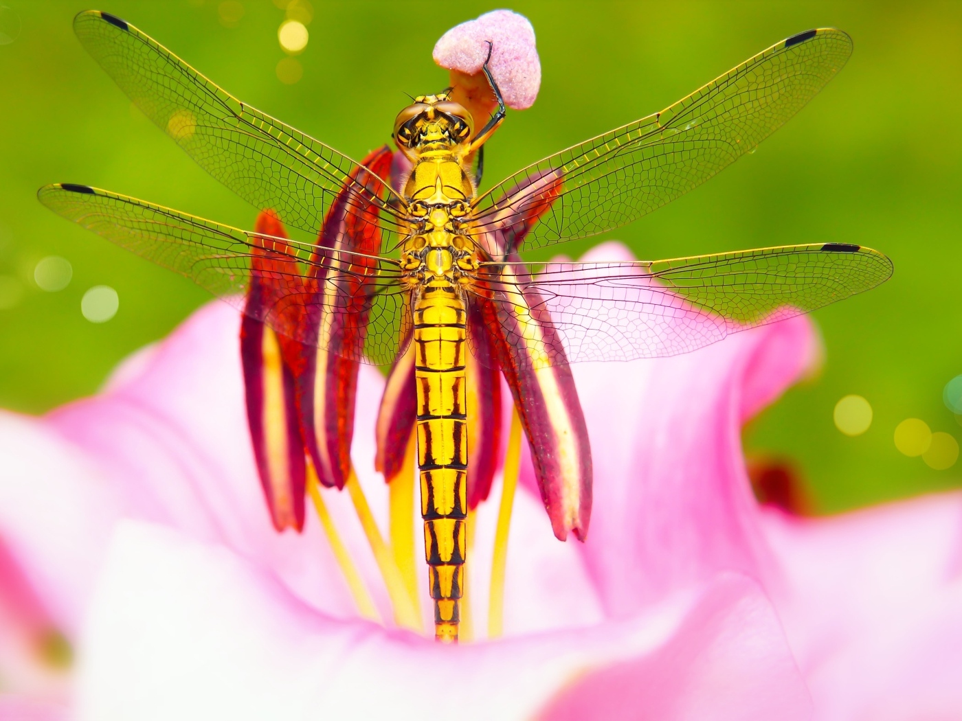 Большая желтая стрекоза на розовом цветке лилии