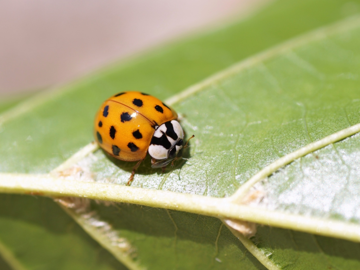 Маленькая божья коровка на зеленом листе