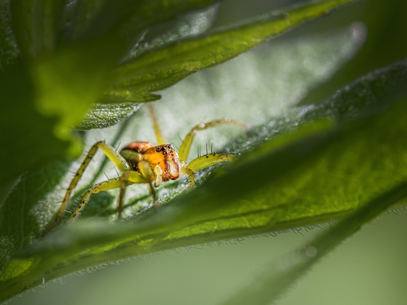 Маленький паук прячется в зеленых листьях