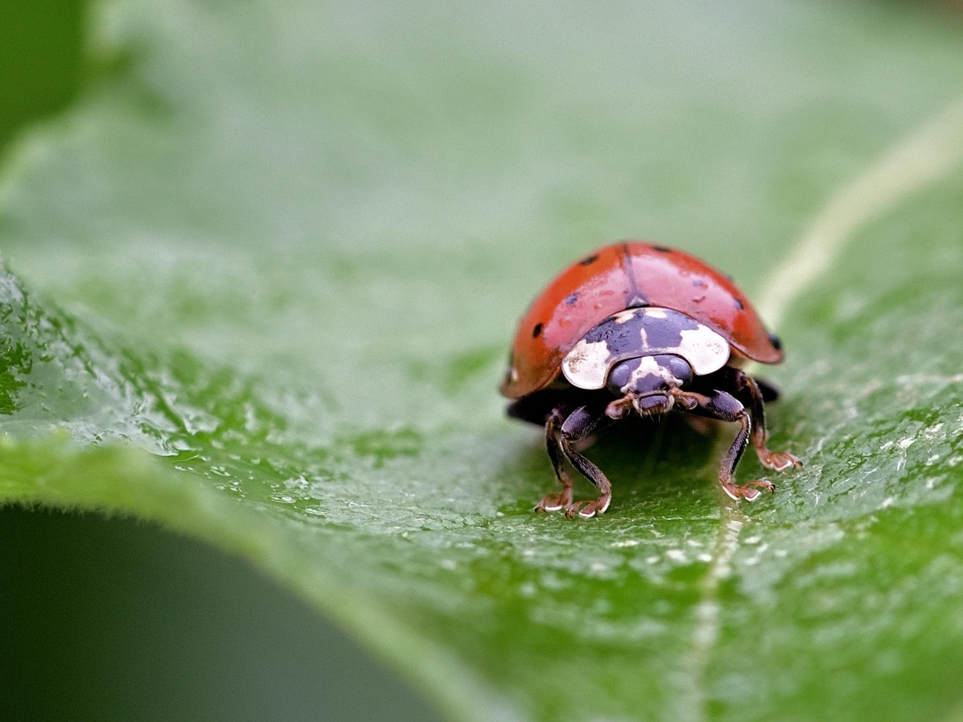 Красная божья коровка на зеленом листе