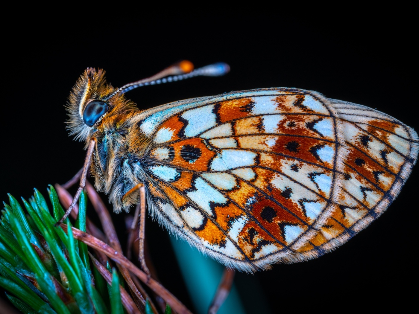 Маленькая коричневая бабочка на черном фоне