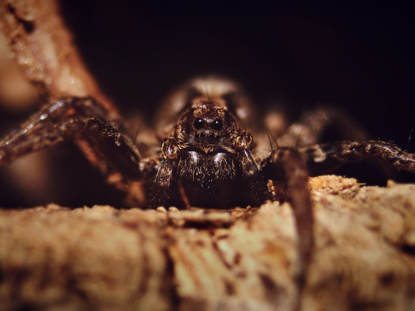 Паук крупным планом на черном фоне