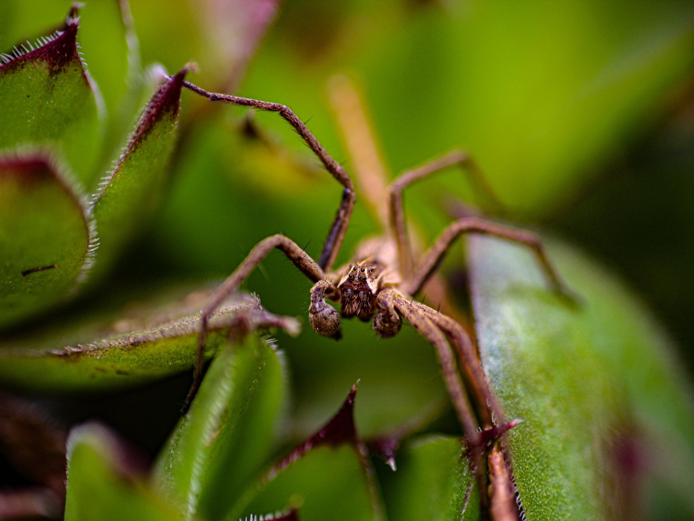 Паук прячется в зеленых листьях