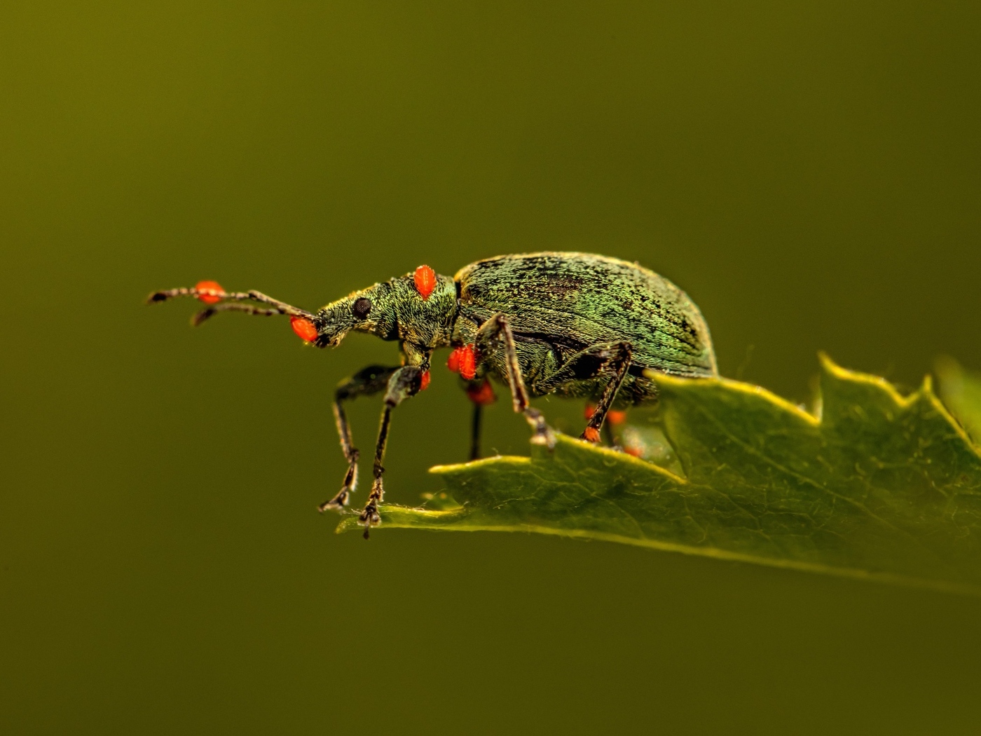 Жук долгоносик сидит на листе