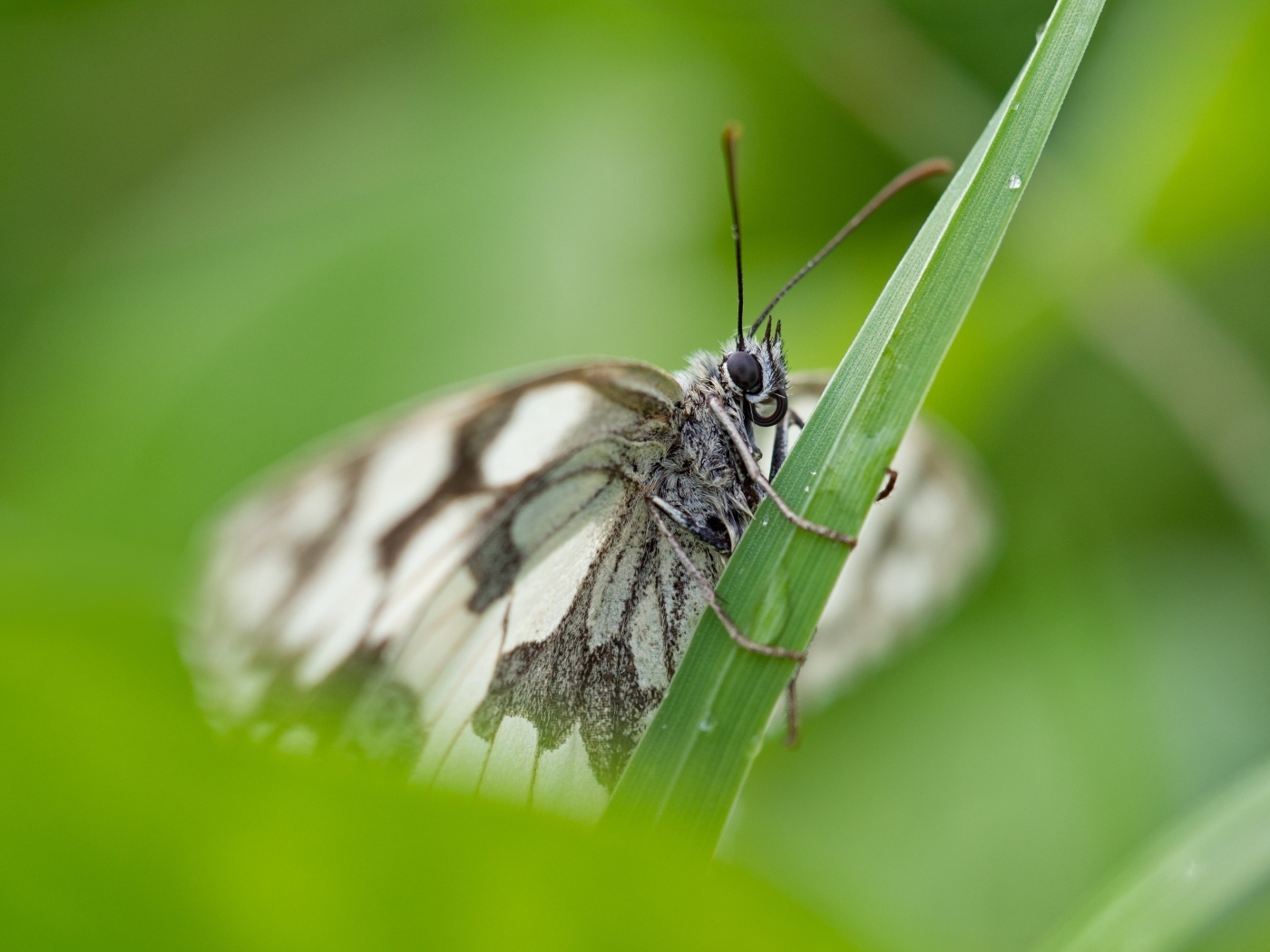 Белая бабочка сидит на зеленой траве