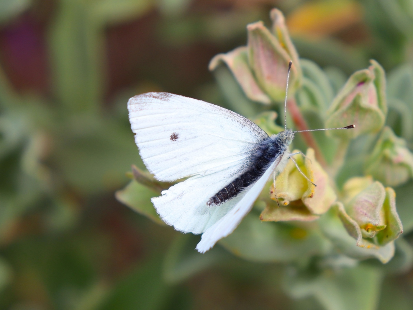 Белая бабочка капустница сидит на цветке