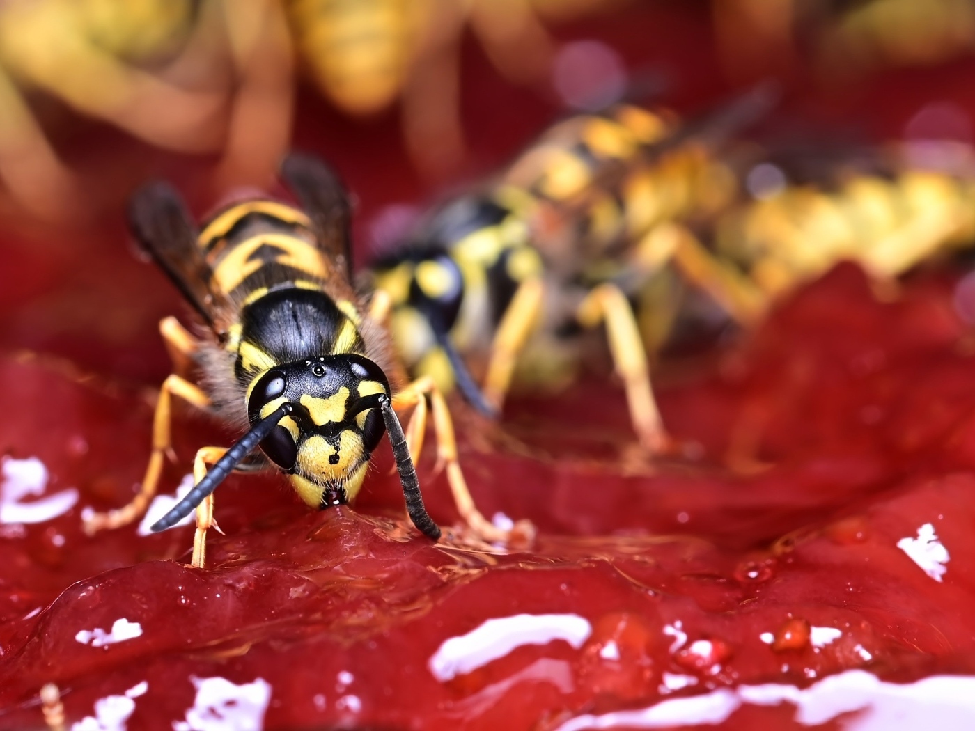 Желтые осы сидят на варенье