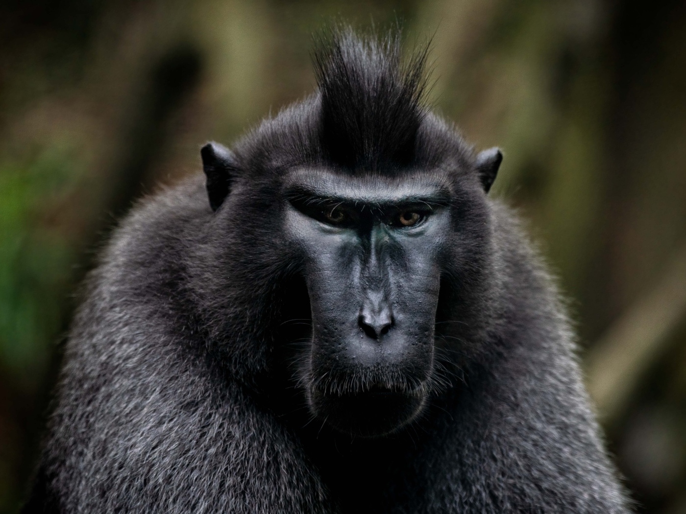 Черная хохлатая макака крупным планом