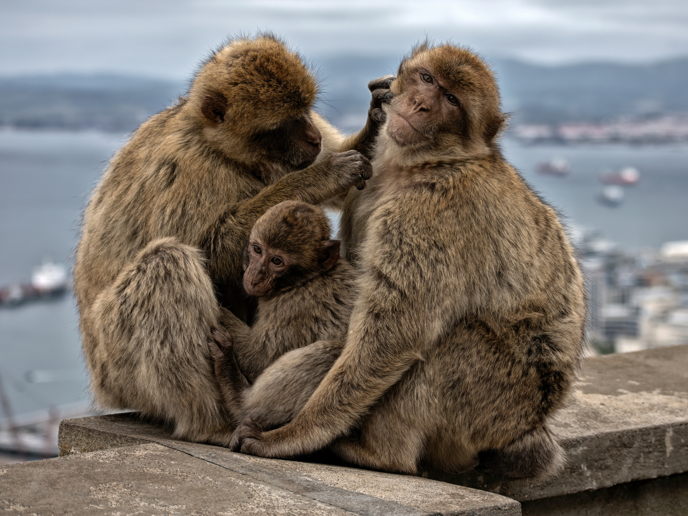 Семья из трех обезьян