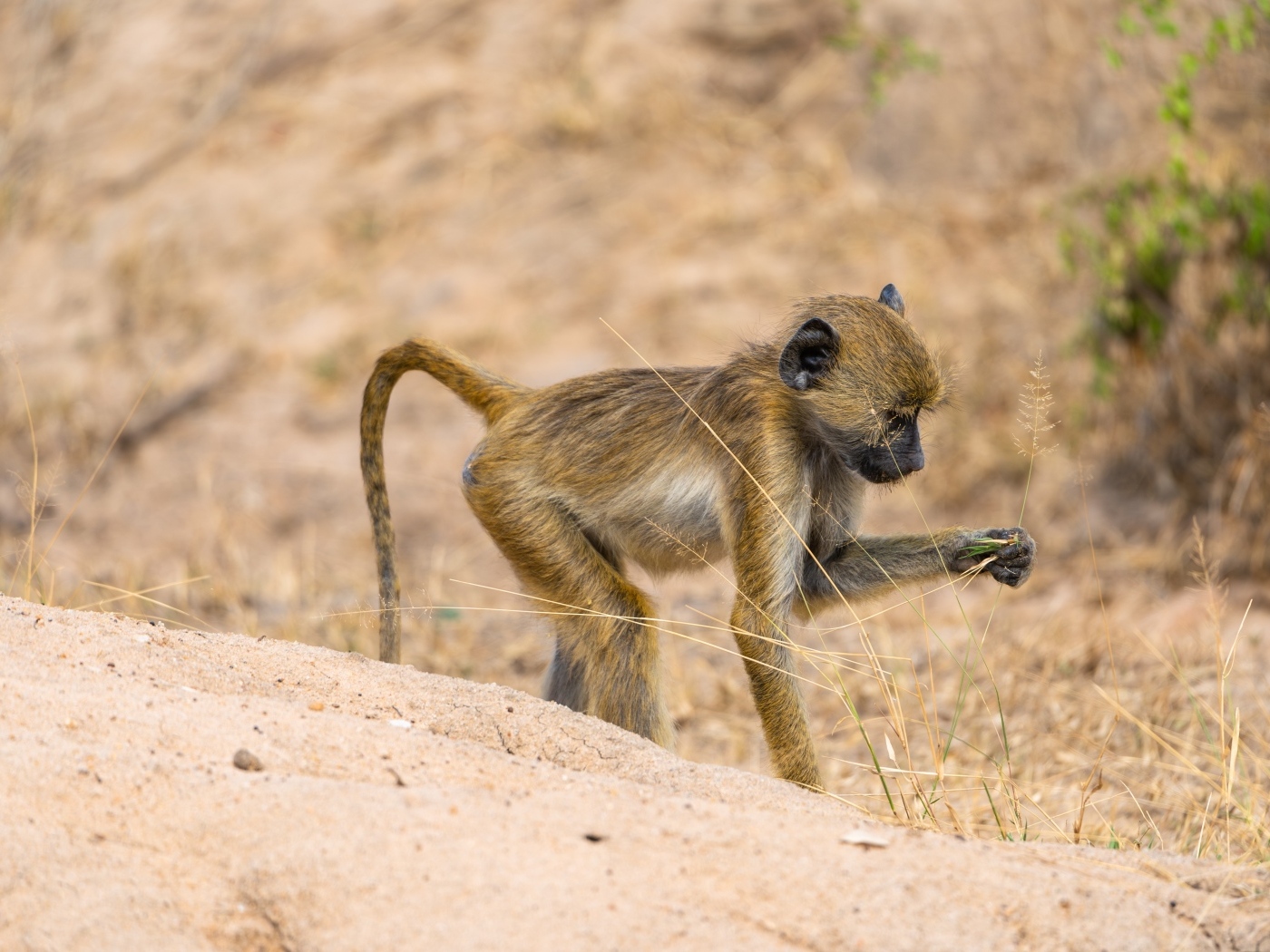 Маленькая обезьянка в сафари парке