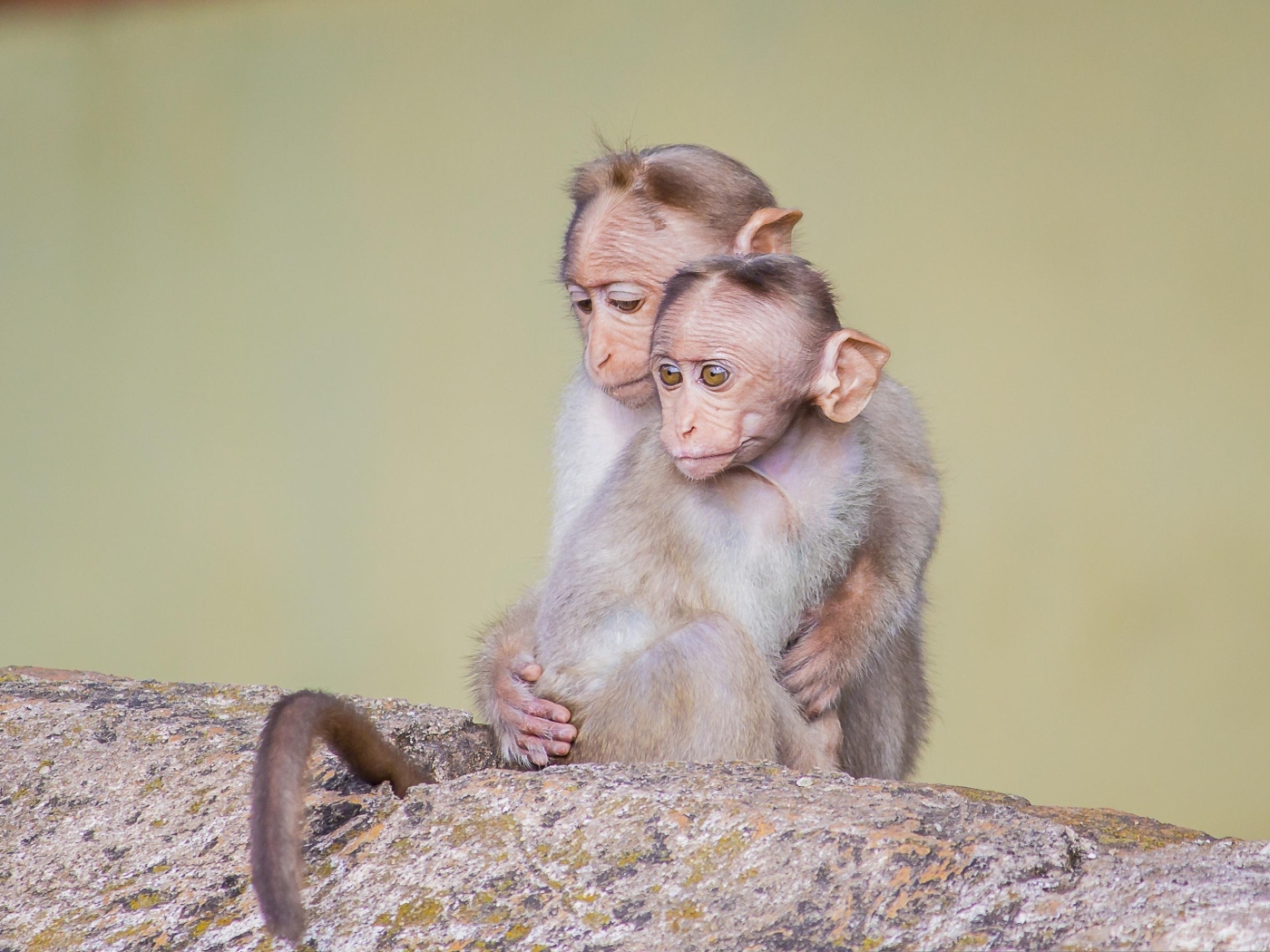 Две маленькие обезьяны на камне