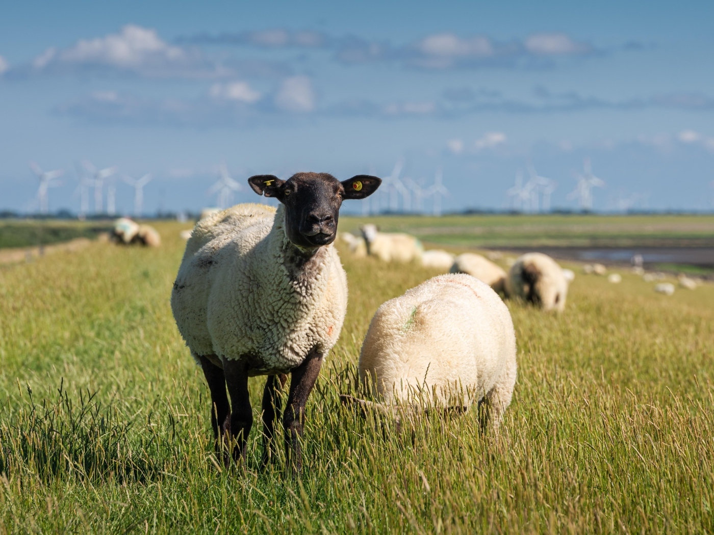 Стадо овец пасется на поле 