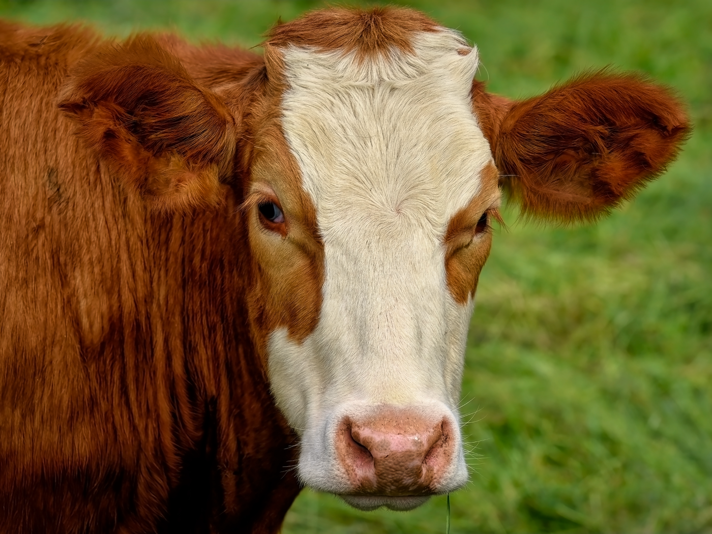 Большая коричневая корова с белой мордой