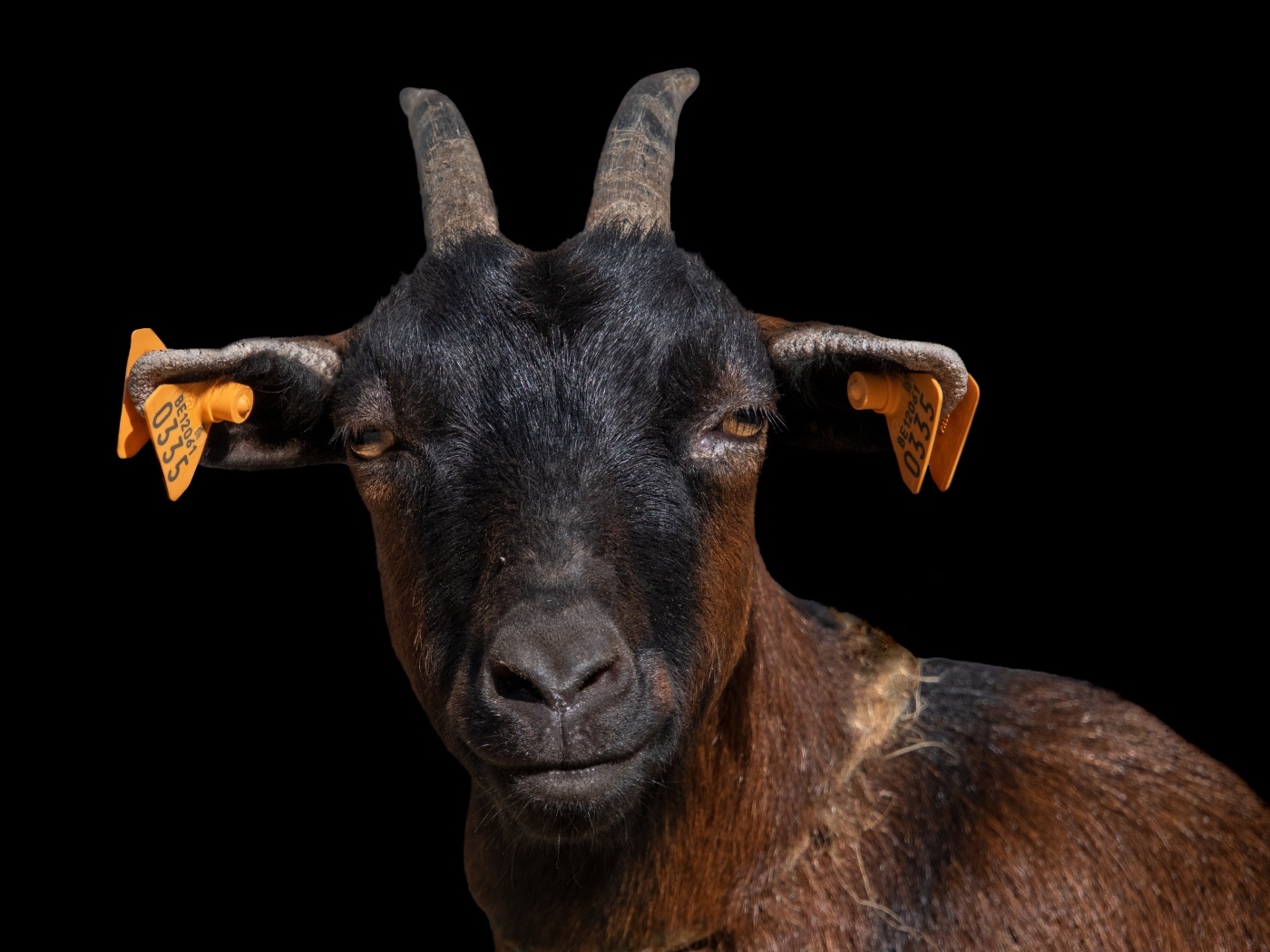 Черная коза с острыми рогами