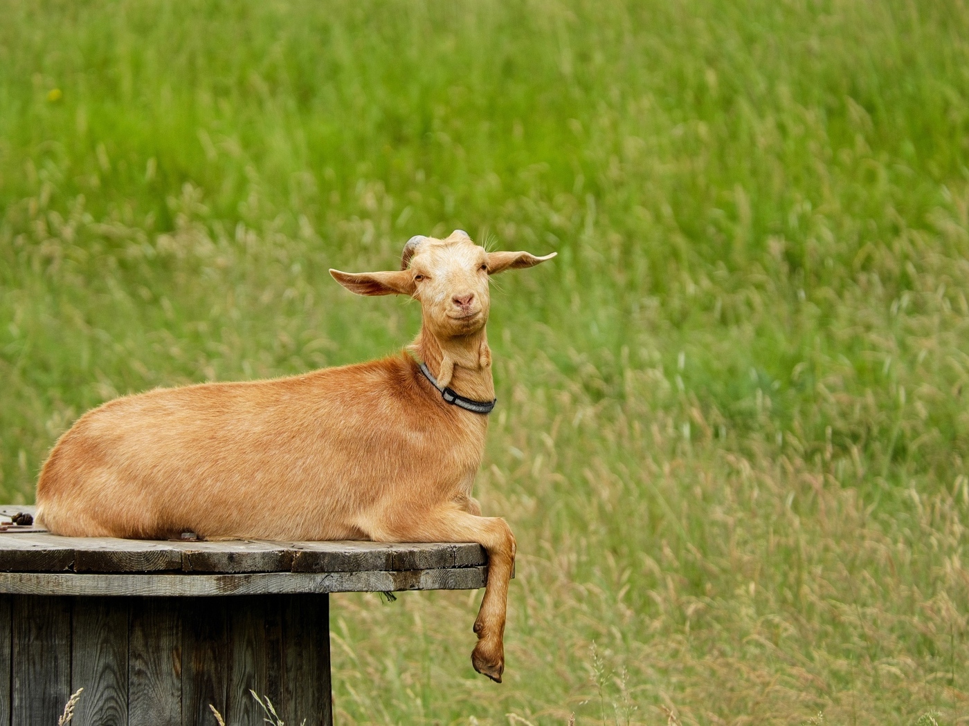 Домашняя коричневая коза на поле