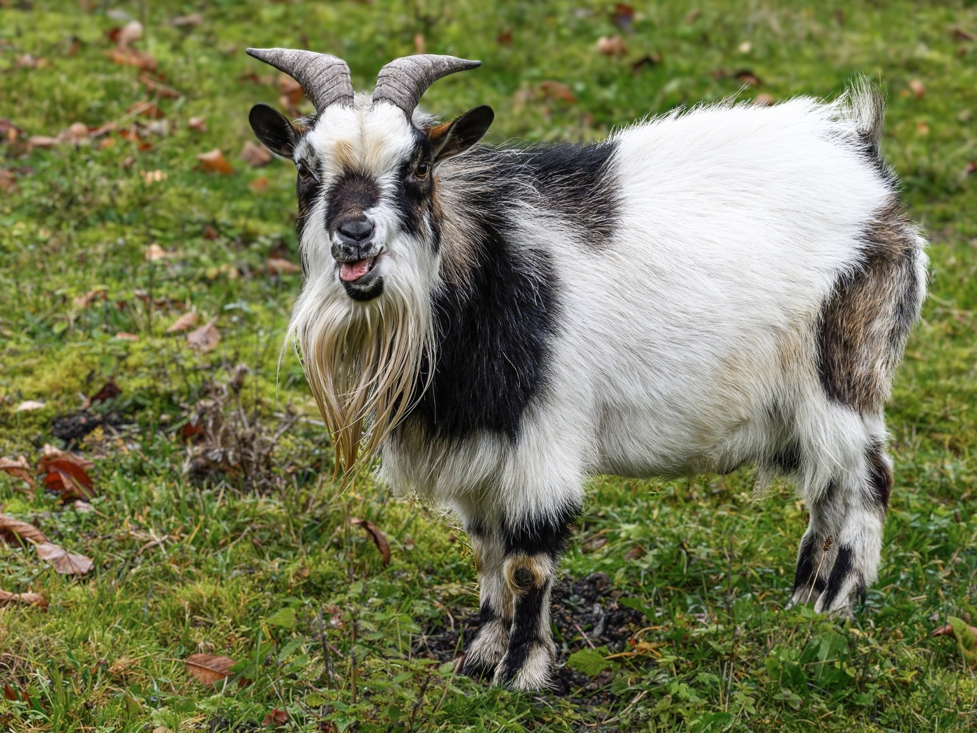 Козел с длинной бородой