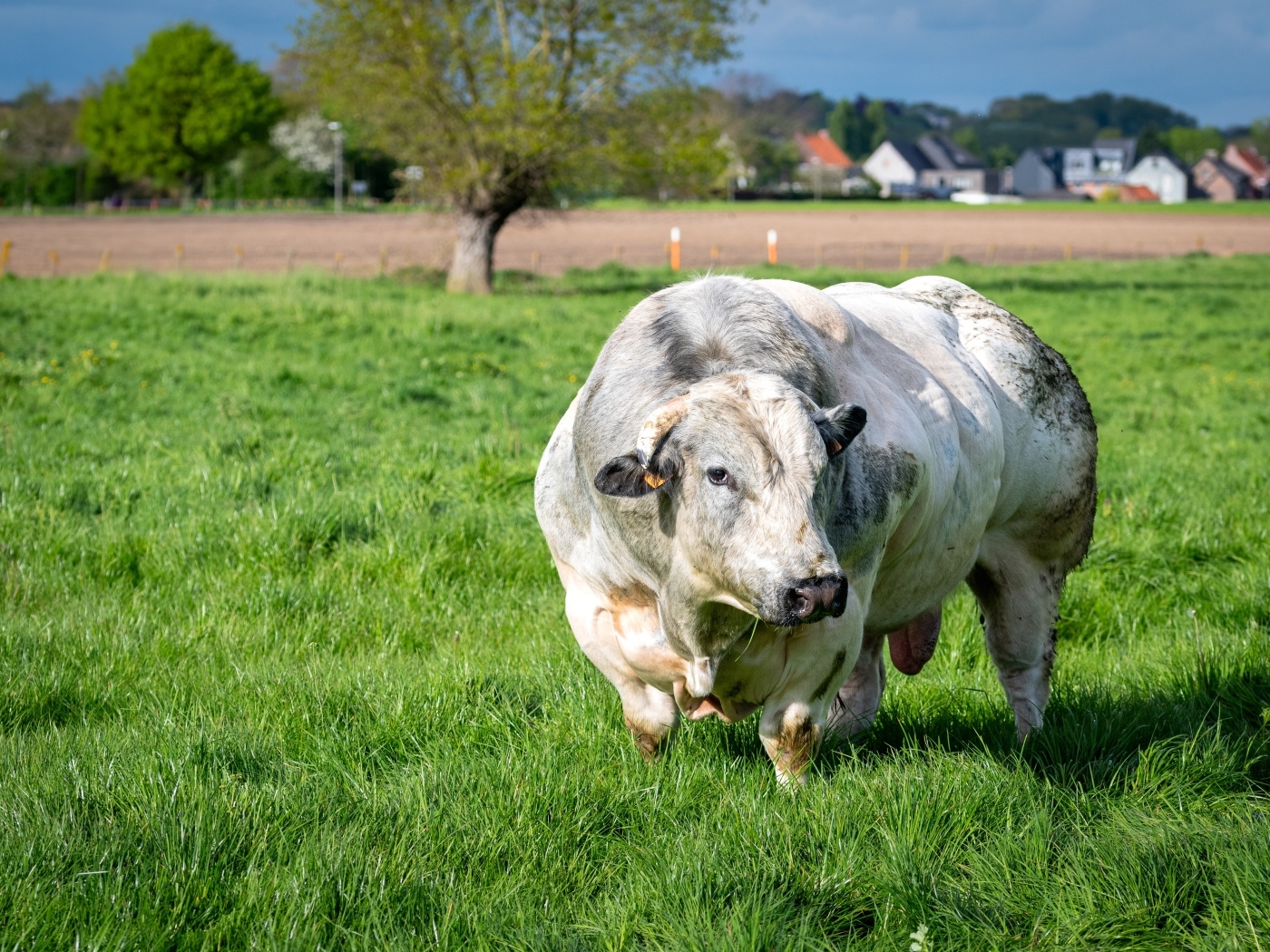 Огромный белый бык на зеленой траве