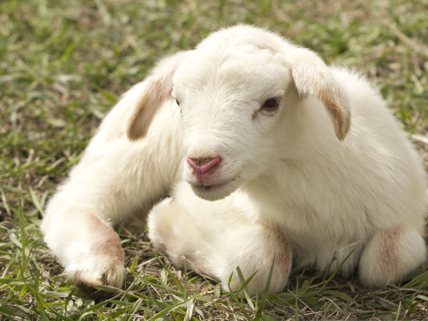 Маленький белый ягненок на зеленой траве